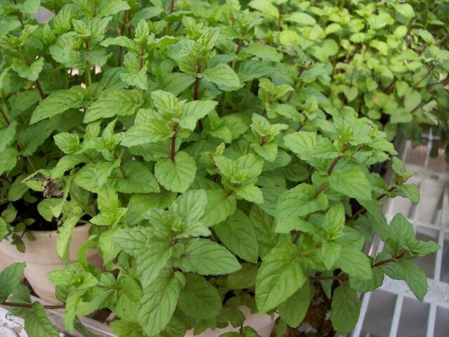 Herbs: A Place to Begin… Simple Tea