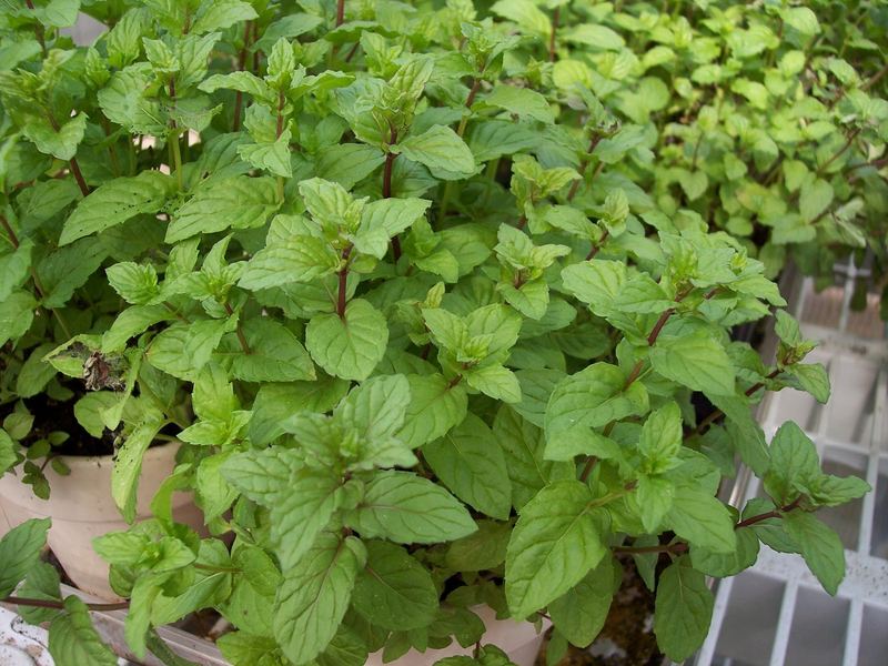 Spearmint Tea – photo 1