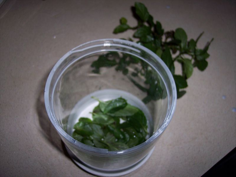 Soap Making Kit - Wow! That was easy! – photo 5