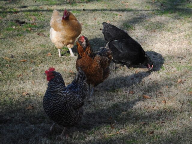 The Chicks!