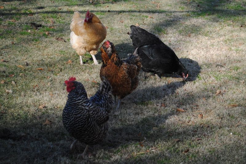 The Chicks! – photo 1