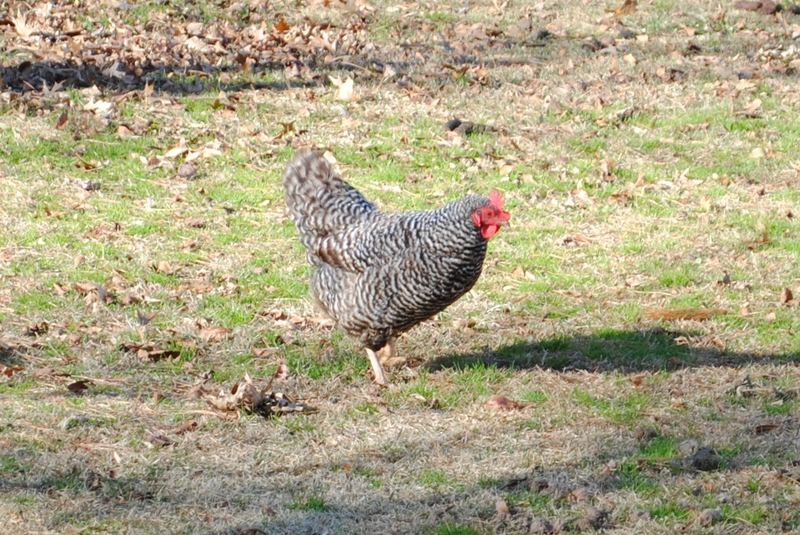 The Chicks! – photo 2