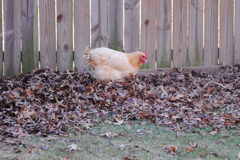 The Chicks! – photo 3