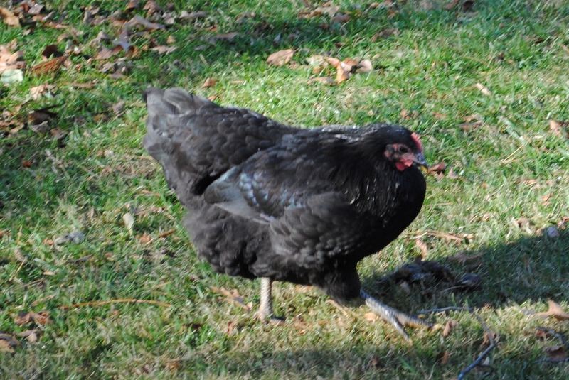 The Chicks! – photo 4