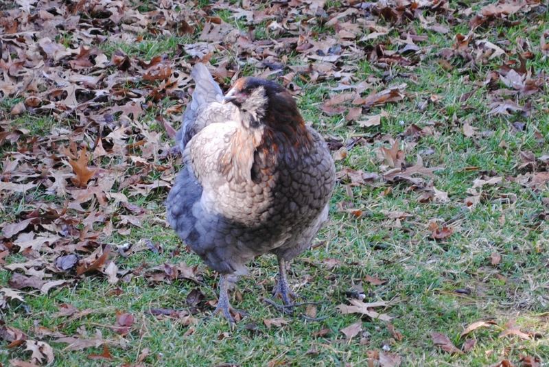 Violet has Flown the Coop – photo 3