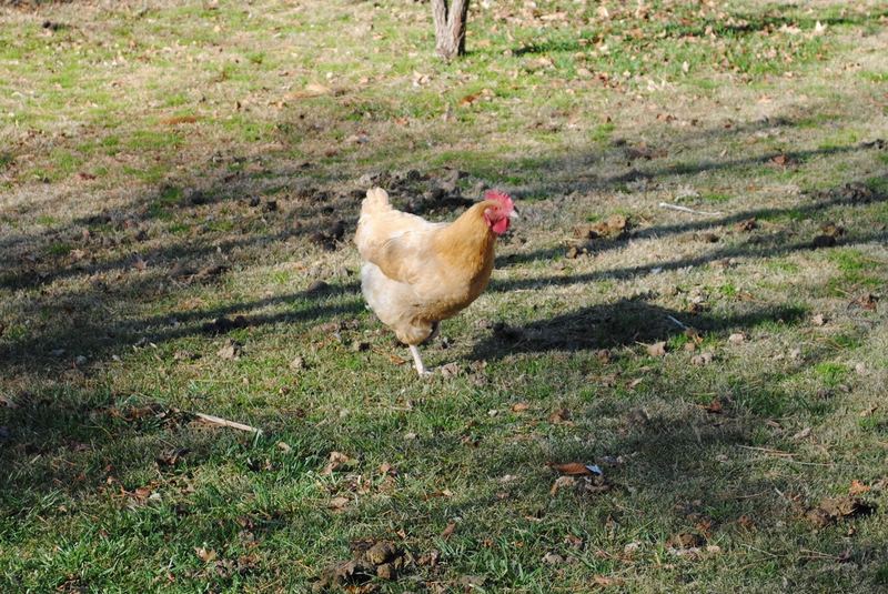 The Chicks! – photo 6