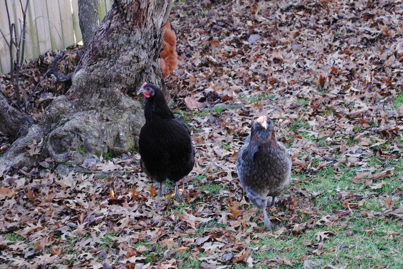 The Chicks! – photo 7