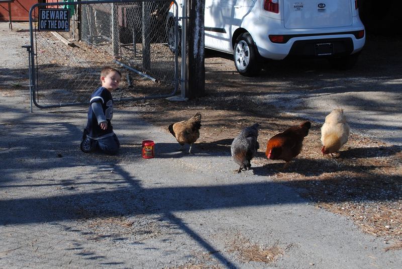 Violet has Flown the Coop – photo 4