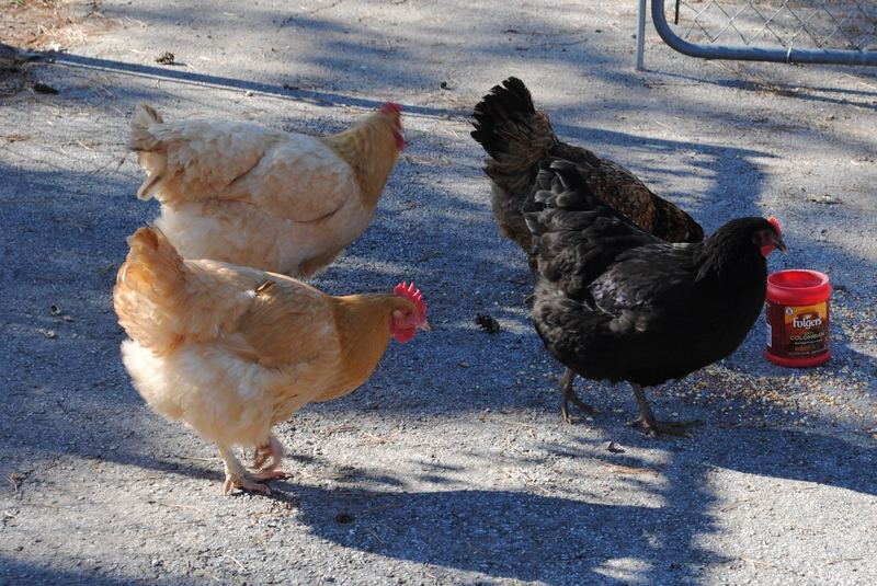 The Chicks! – photo 9