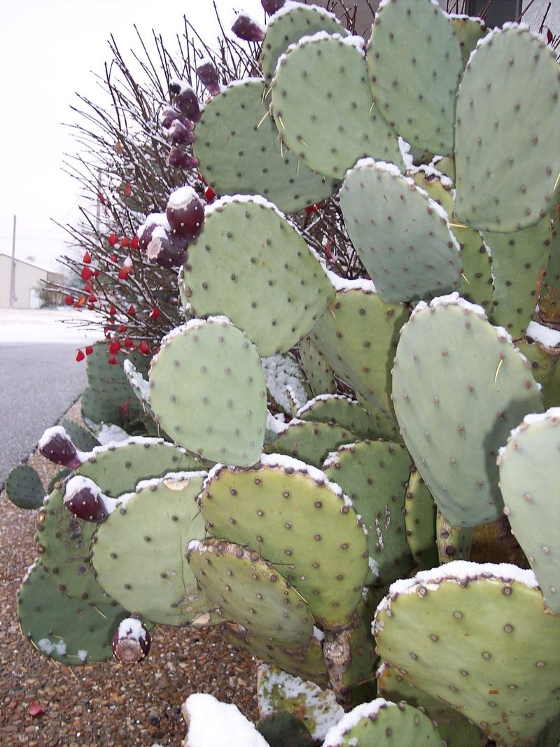 Dusting of Snow – photo 4