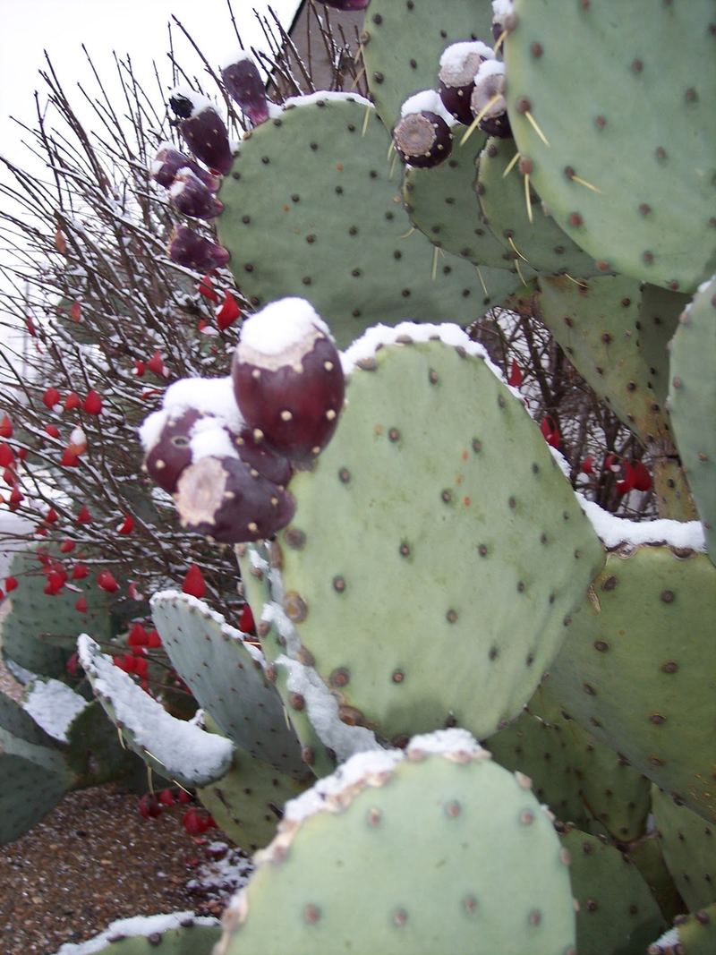 Dusting of Snow – photo 5