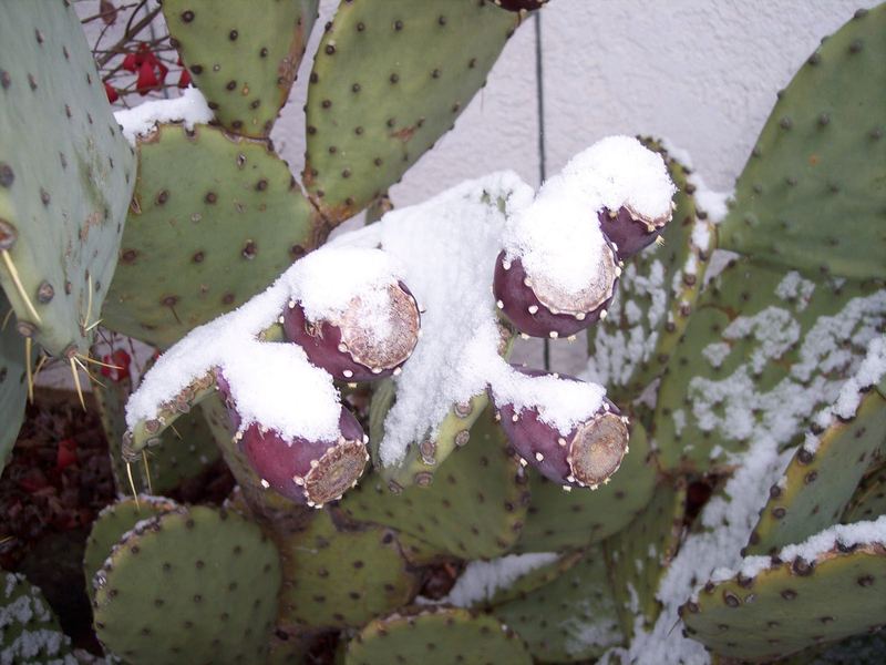 Dusting of Snow – photo 6