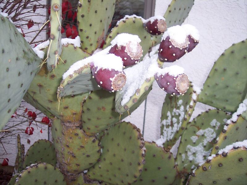 Dusting of Snow – photo 7