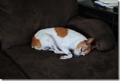 Barkin’ Barley Bars – photo 10