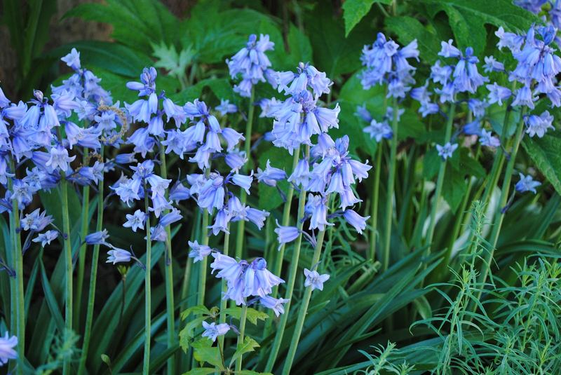 Early Spring Blossoms – photo 4