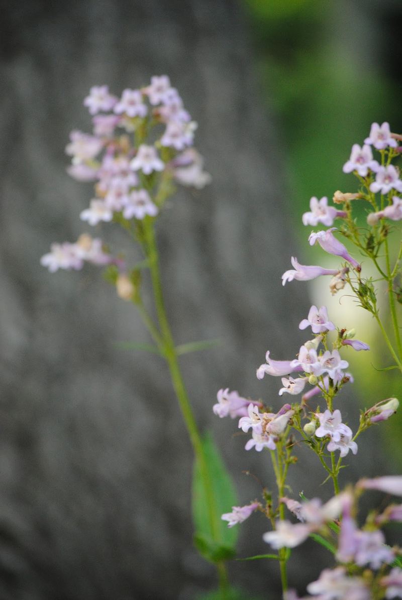 How Does Your Garden Grow? – photo 3