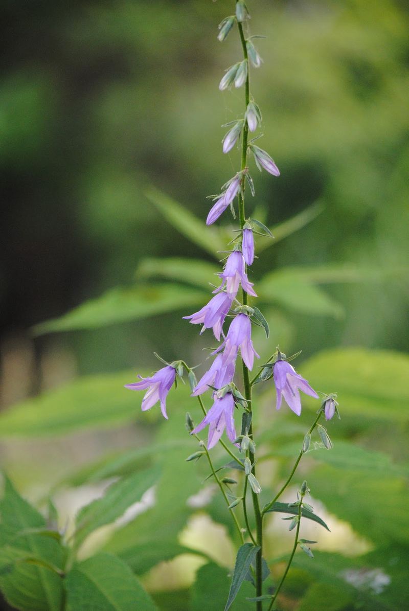 How Does Your Garden Grow? – photo 4