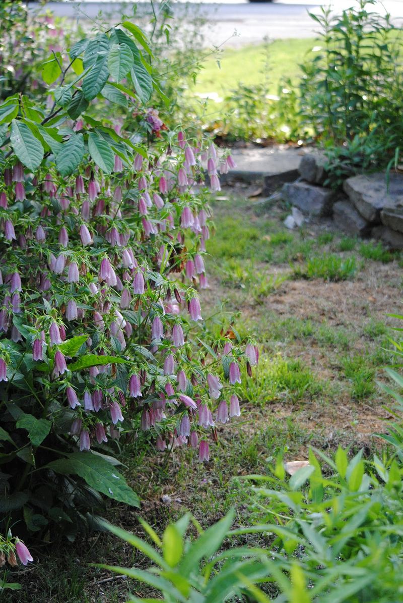 How Does Your Garden Grow? – photo 5