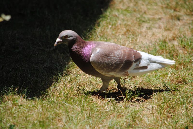 Lovely Surprise Guest – photo 2