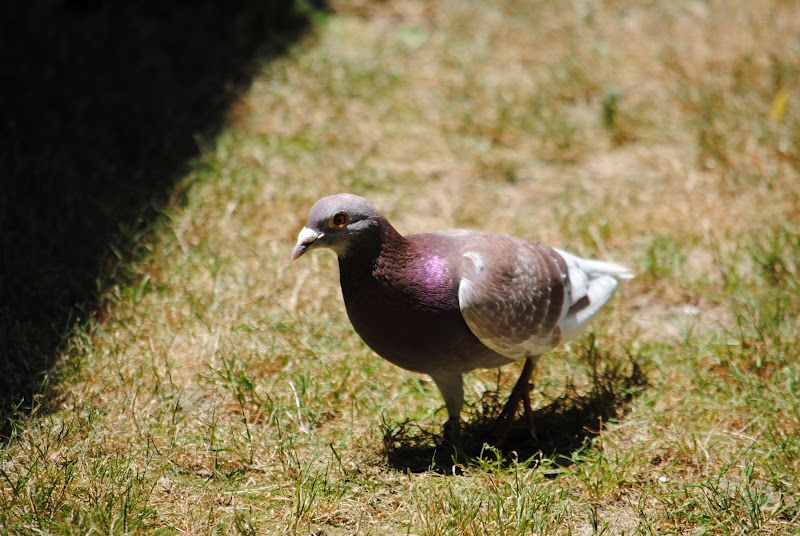 Lovely Surprise Guest – photo 3