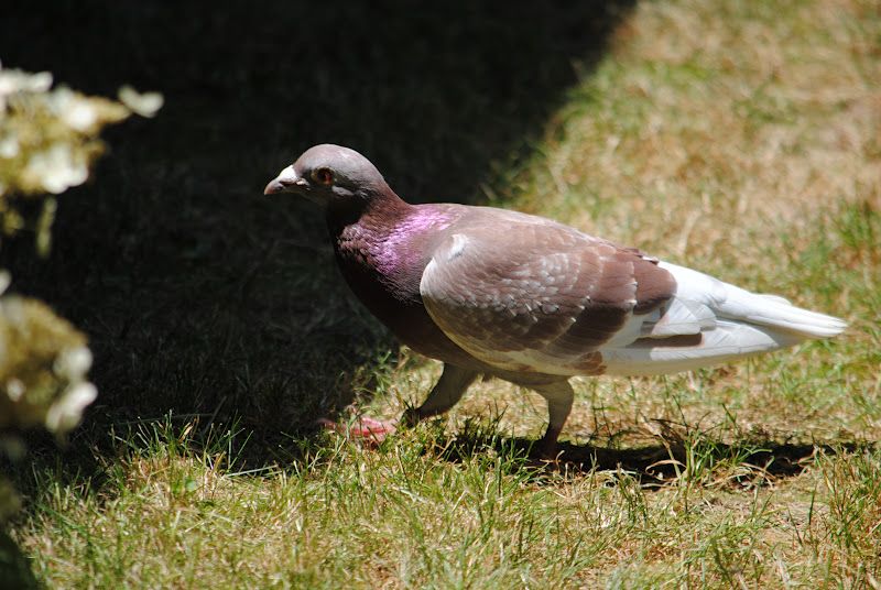 Lovely Surprise Guest – photo 4