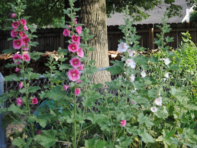 Mind Your Manners… Follow the Hollyhocks