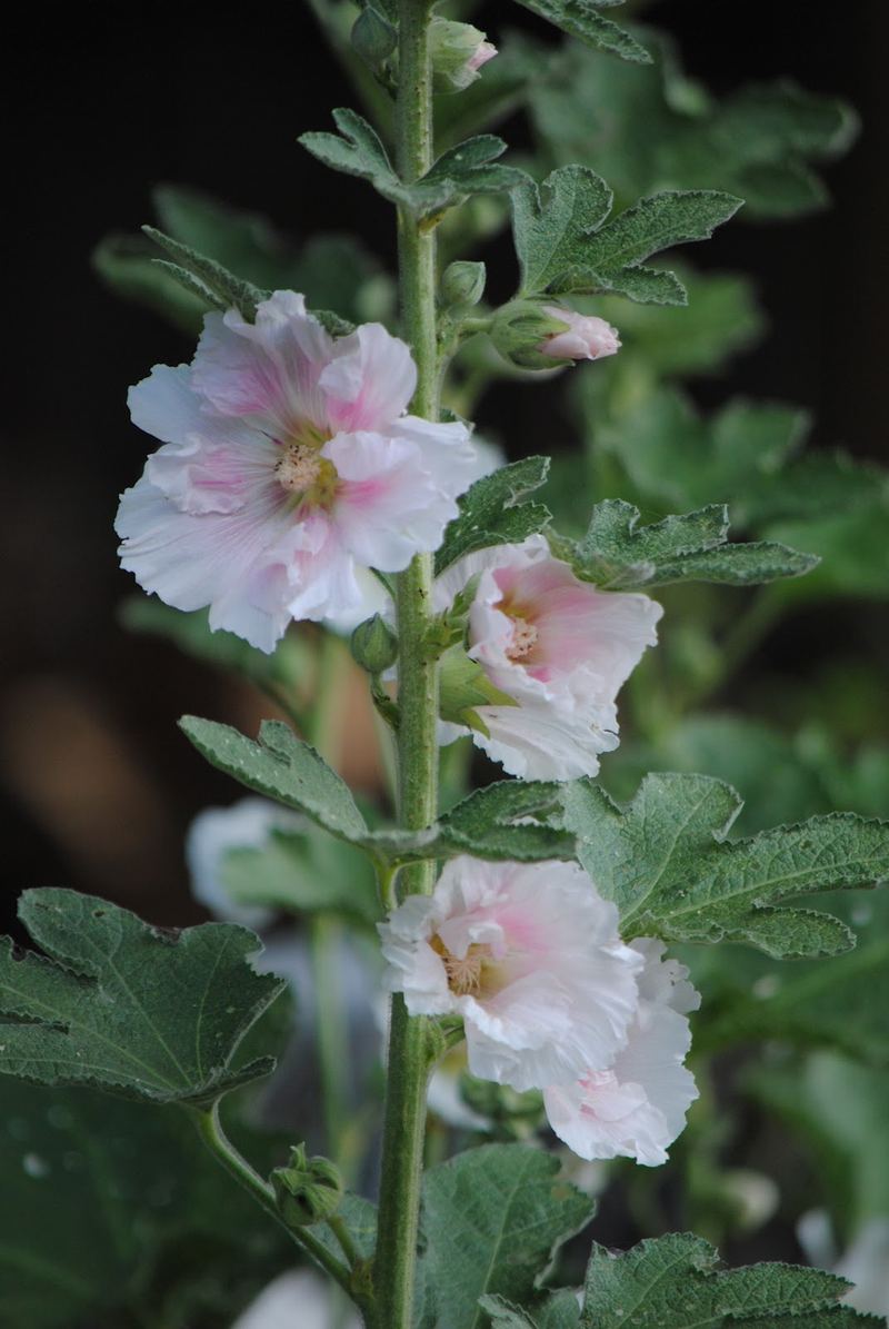 Mind Your Manners... Follow the Hollyhocks – photo 3