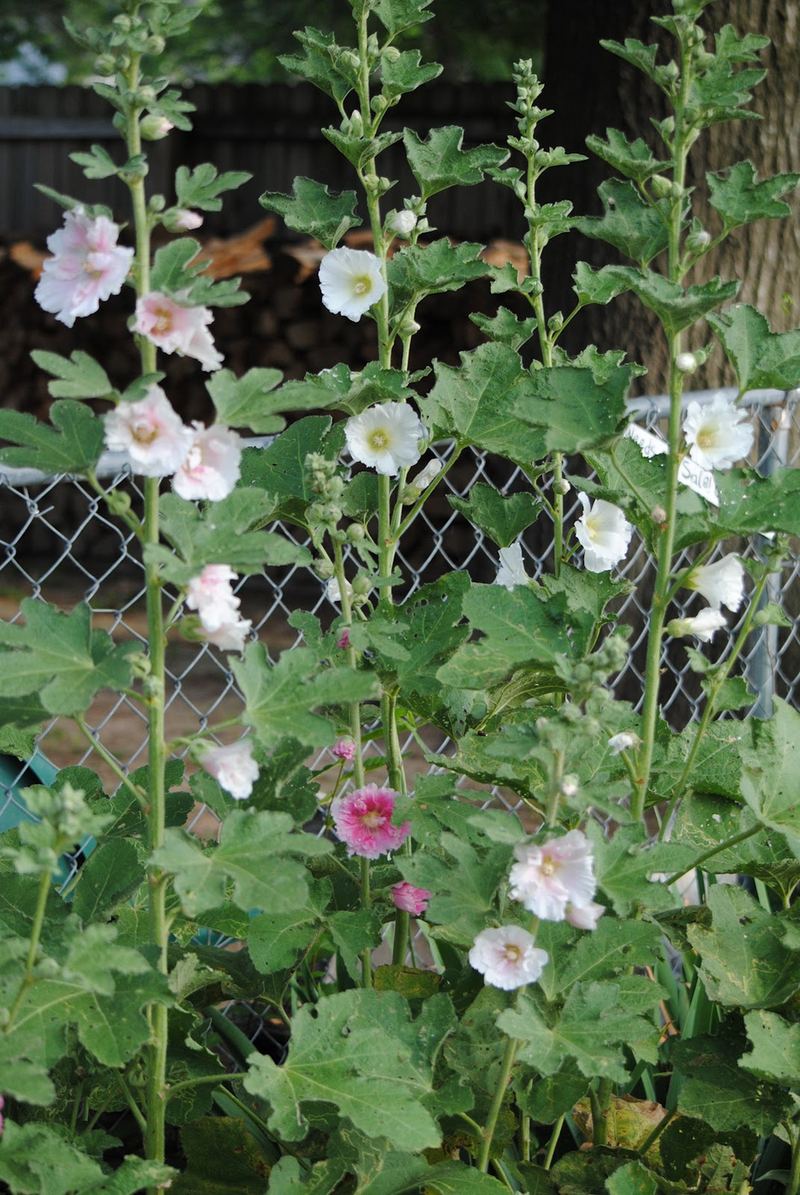 Mind Your Manners... Follow the Hollyhocks – photo 4