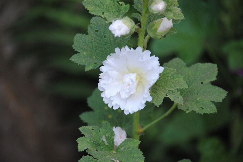Mind Your Manners... Follow the Hollyhocks – photo 5