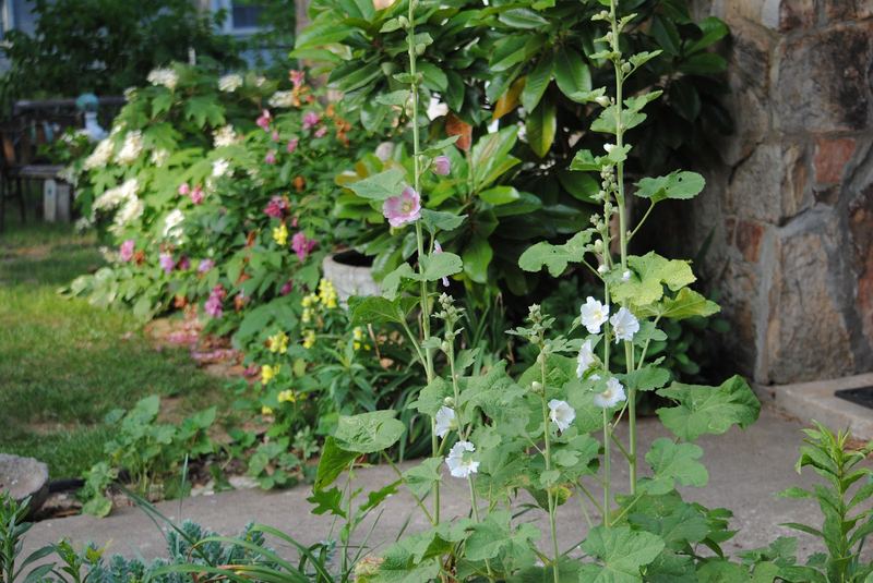 Mind Your Manners... Follow the Hollyhocks – photo 7