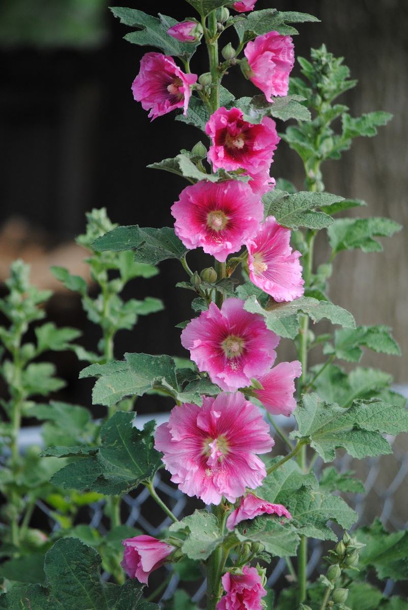 Mind Your Manners... Follow the Hollyhocks – photo 8