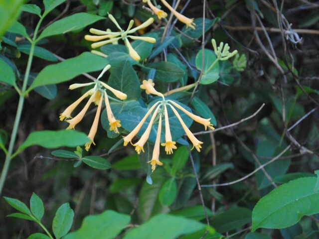 More Spring Flowers