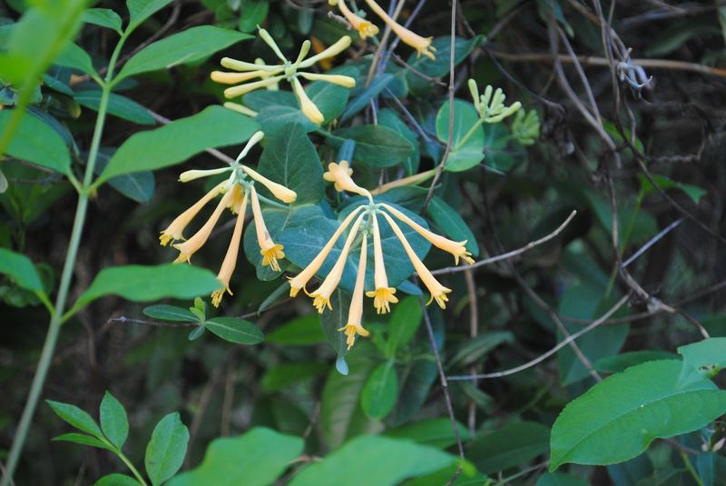 More Spring Flowers – photo 1