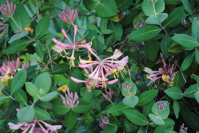 More Spring Flowers – photo 3