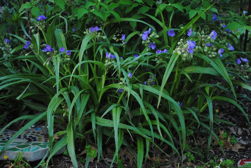 More Spring Flowers – photo 4
