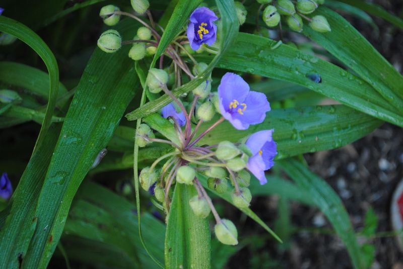 More Spring Flowers – photo 5