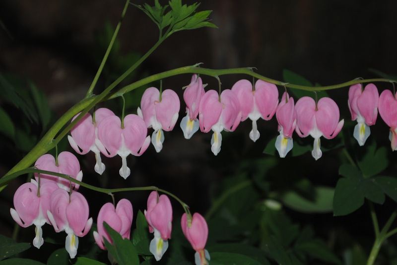 More Spring Flowers – photo 8