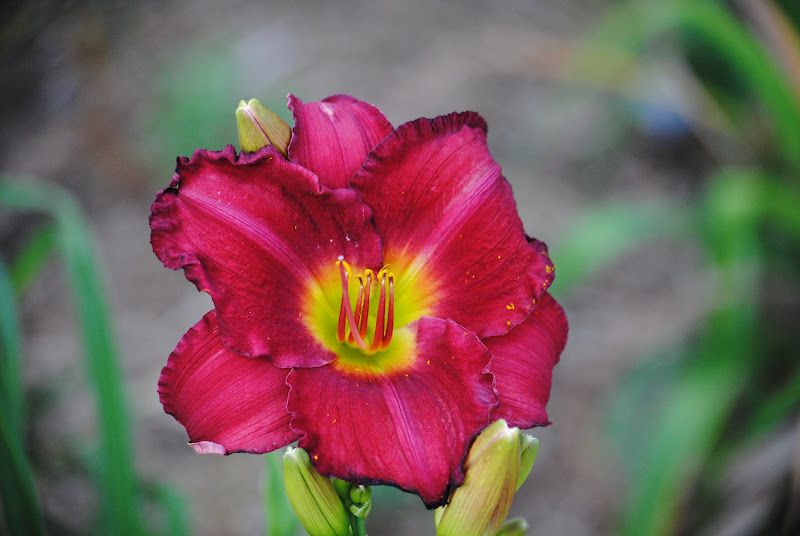 Daylily Walk – photo 1