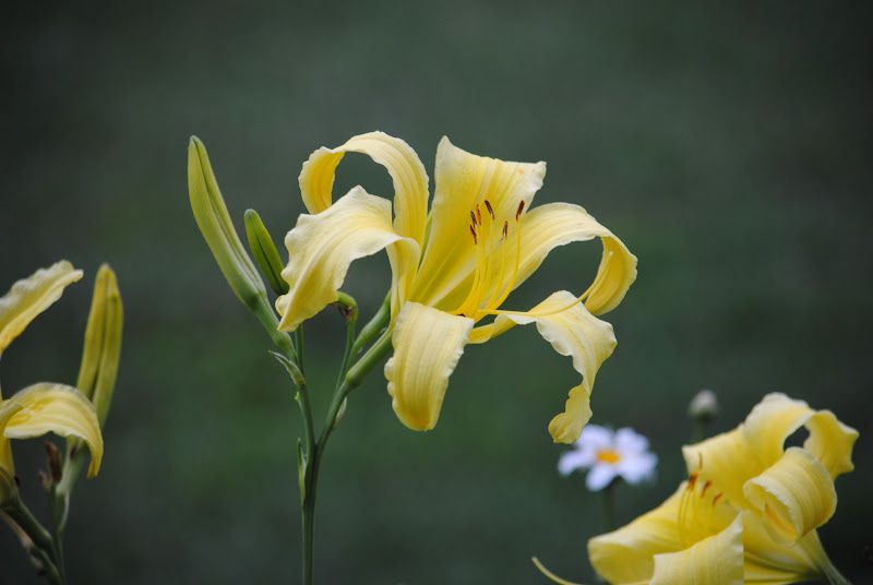 Daylily Walk – photo 10