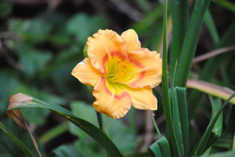 Daylily Walk – photo 11