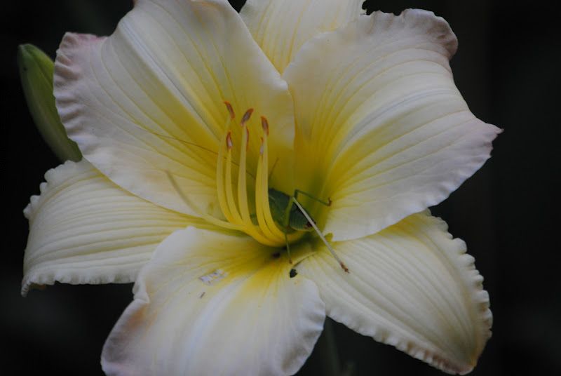 A Garden Tour – photo 4