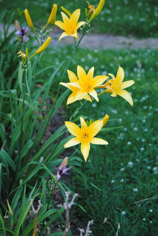 Daylily Walk – photo 2