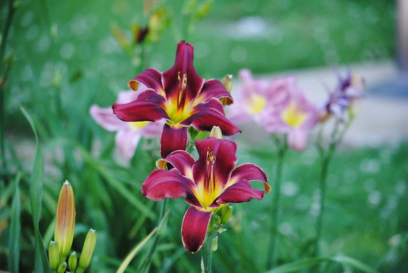 Daylily Walk – photo 3