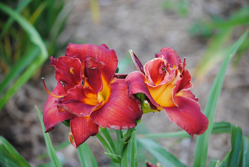 Daylily Walk – photo 4