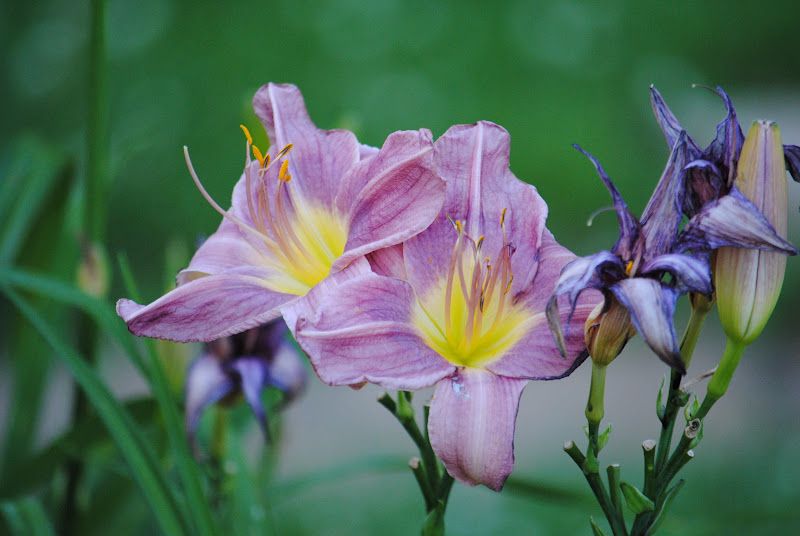 Daylily Walk – photo 5
