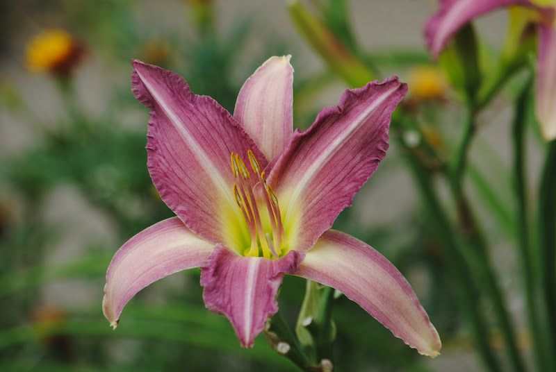 Daylily Walk – photo 6
