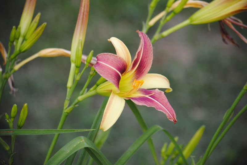 Daylily Walk – photo 7