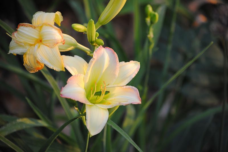 Daylily Walk – photo 8