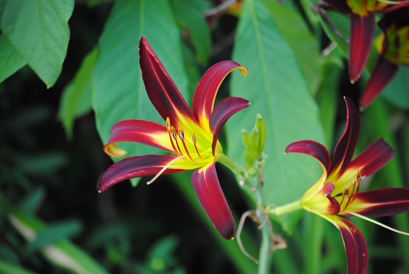 Daylily Walk – photo 9