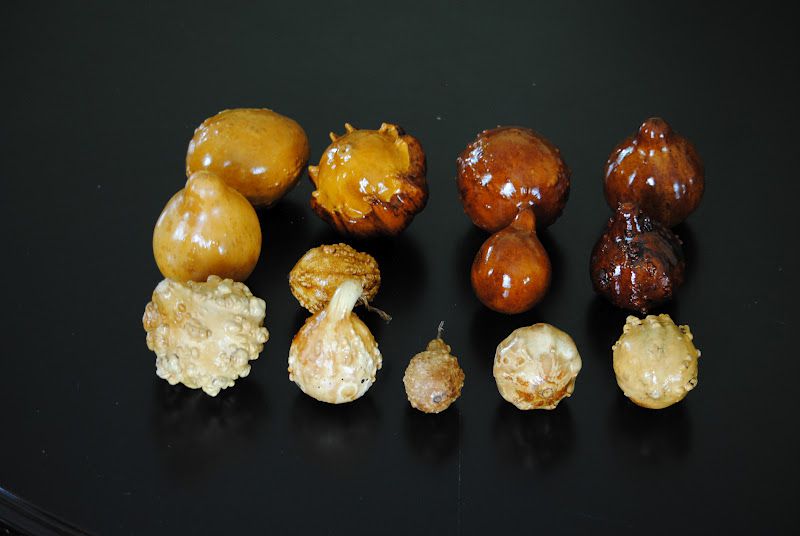 Gourds - What inspires me! – photo 6